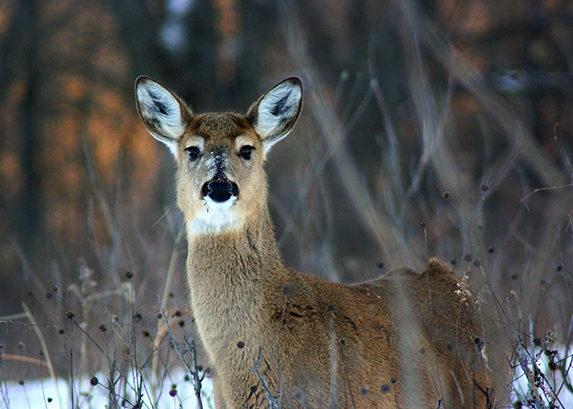 Deer Advisory Councils