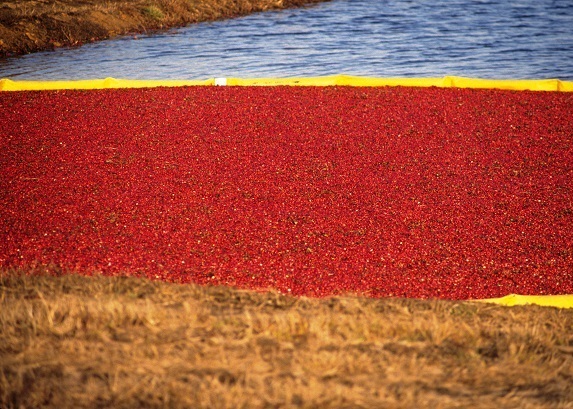 Nonmetallic Mining and Cranberry Projects