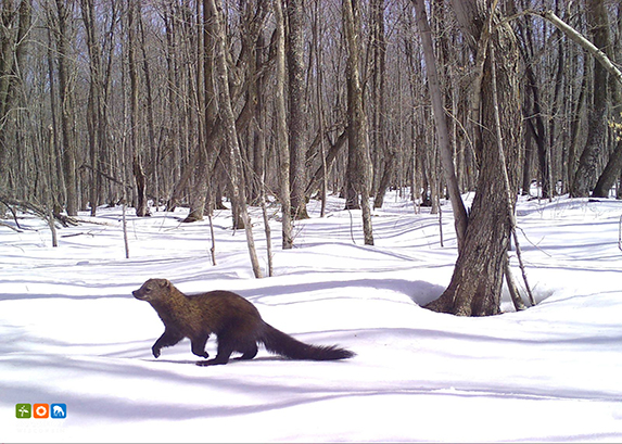 PERMITS FOR BOBCAT AND FISHER