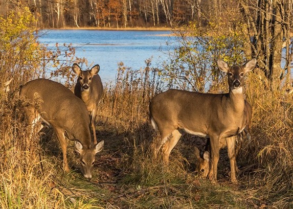 Wisconsin Natural Resources Magazine