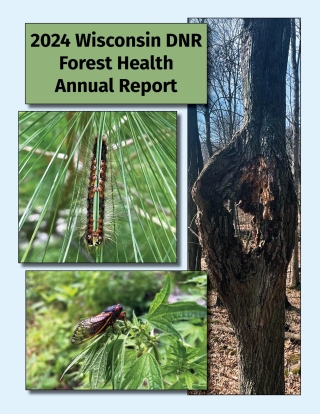 The cover for the Wisconsin DNR Forest Health 2024 Annual Report