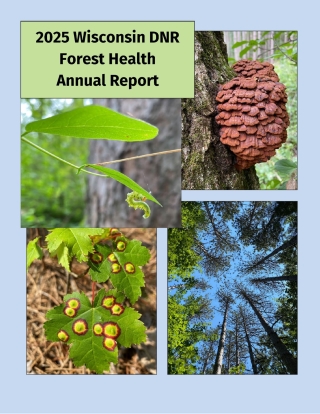 The cover of the Wisconsin DNR Forest Health 2025 Annual Report, featuring four photos: a caterpillar, a cluster of tree fungi, spotted tree seedling leaves, and a view of an evergreen forest looking straight up from the ground.