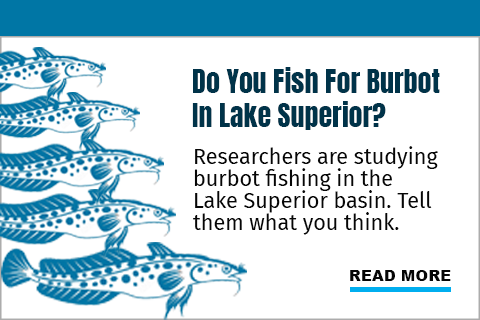 Do you fish for Burbot in Lake Superior?