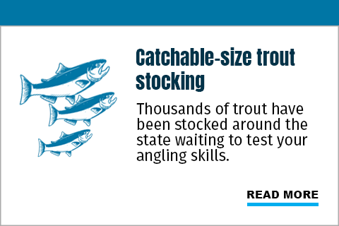 Catchable-size trout stocking