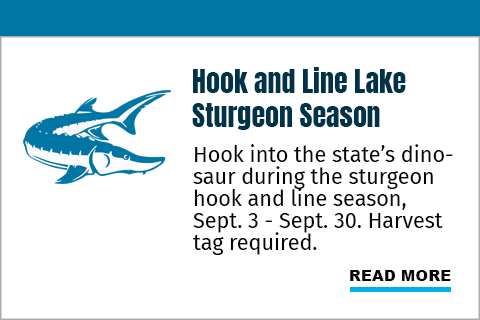 Hook into the state's dinosaur during the sturgeon hook and line season Sept 3-Sept 30th. Harvest Tag Required.