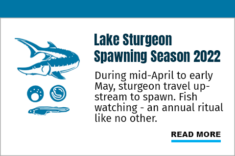 Lake Sturgeon Spawning Season 2022