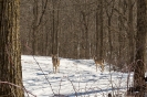 Deer in distance