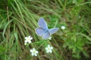 Karner blue butterfly on native flowering spurge