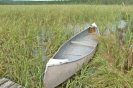 Canoe in rice bed