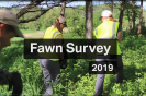 Fawn Survey 2019