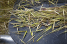 Close-up of wild rice