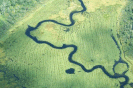 Aerial view of straight harvest paths through a rice bed