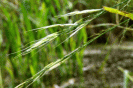 Close up of rice head