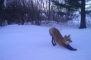Stretching Fox
