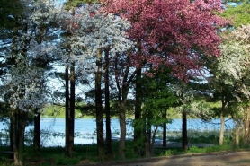 Cadiz Springs Trees by Lake