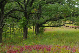 Oak Trees and Meadow