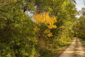 Wisconsin Rail Trail in Fall Color