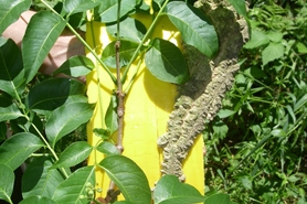 Photo of Amur cork tree