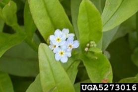 Photo of Aquatic Forget-me-not
