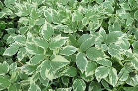 Is ground elder store poisonous to dogs