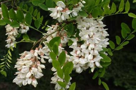 black locust tree flowers