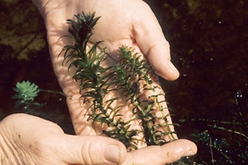 Photo of Brazilian waterweed