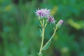 Photo of Canada thistle