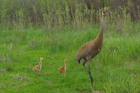 Two young cranes follow behind an adult crane through a field of green grass,