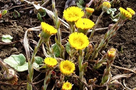 Photo of Colt's foot