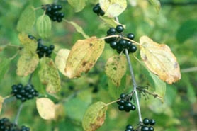 Photo of Common buckthorn