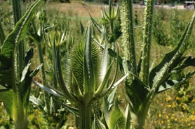 Photo of Common teasel