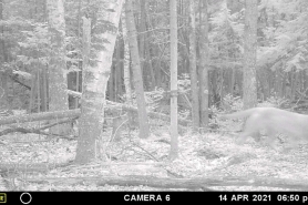 Cougar walking in wooded area