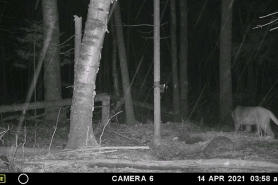 Cougar walking in wooded area