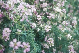 Photo of Crown vetch