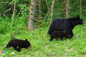 2 young bear cubs follow their mother through green grass.