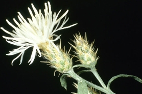 Photo of diffuse knapweed