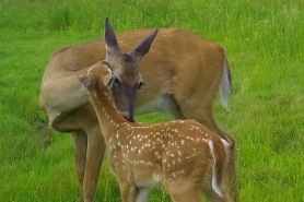 A doe nuzzles her spotted fawn in a field of green grass.