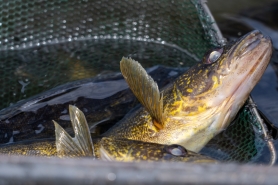 Two walleye fish in a net.