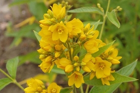 Photo of garden yellow loosestrife