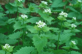 Photo of garlic mustard