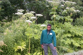 Photo of giant hogweed