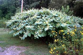 Photo of giant knotweed