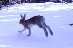 A brown snowshoe hare hops through the snow.