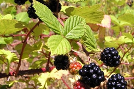Photo of Himalayan blackberry
