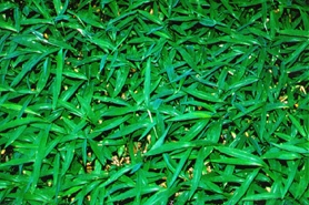 Photo of Japanese stilt grass