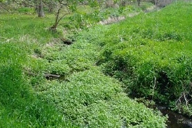 Photo of Java waterdropwort