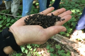 Effects of jumping worms on the soil
