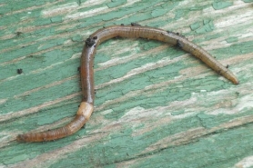 Adult jumping worm