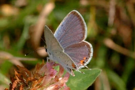 Eastern-tailed blue butterfly male.
