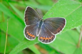 Karner blue butterfly female.